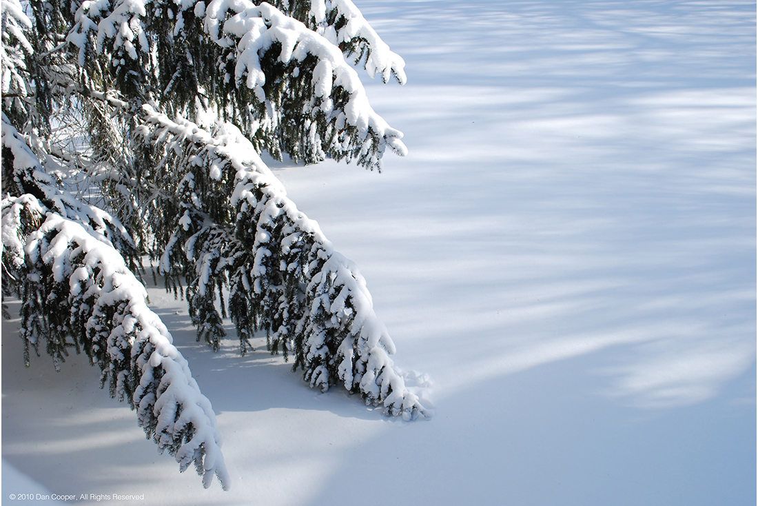 Fresh Snow on Heavy Pine Branch